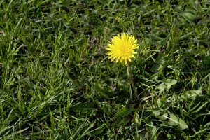 Weed Removal